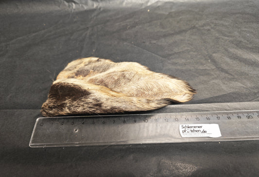 Büffel-Ohren (mit Fell)