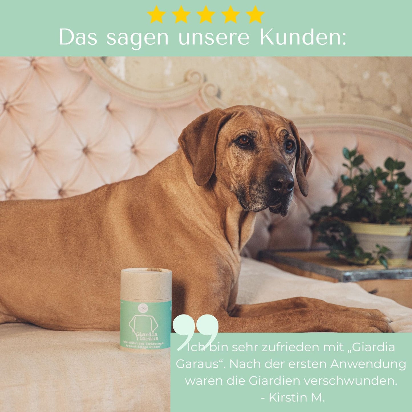 Giardia Garaus - natürliche Unterstützung für die Entgiftungsorgane! (MycAni)