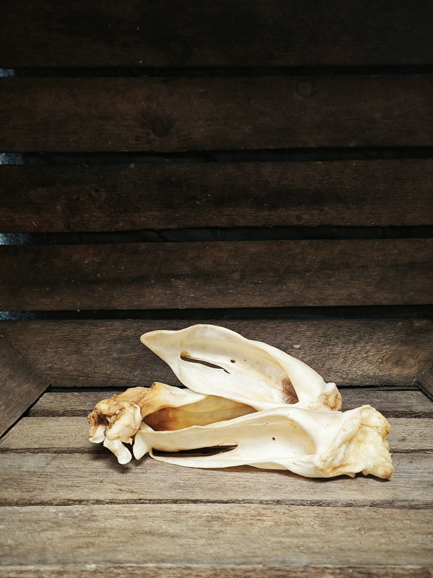 Ziegen-Ohren - hypoallergen