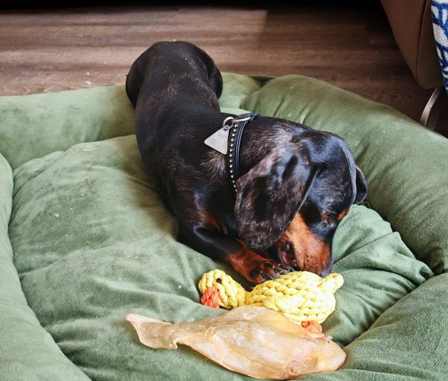 Emma Duck (Laboni) - Robust dog toy made of dental-care cotton rope