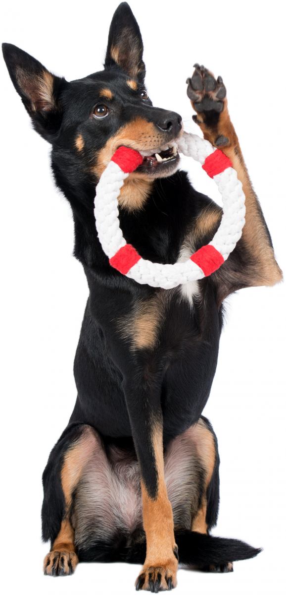 Rita Lifebuoy (Laboni) - Robust dog toy made of dental-care cotton rope