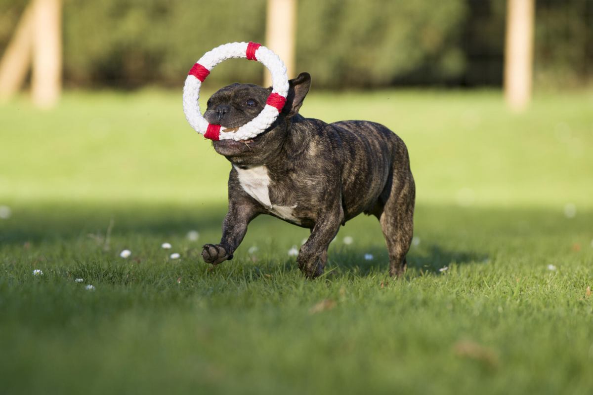 Rita Lifebuoy (Laboni) - Robust dog toy made of dental-care cotton rope