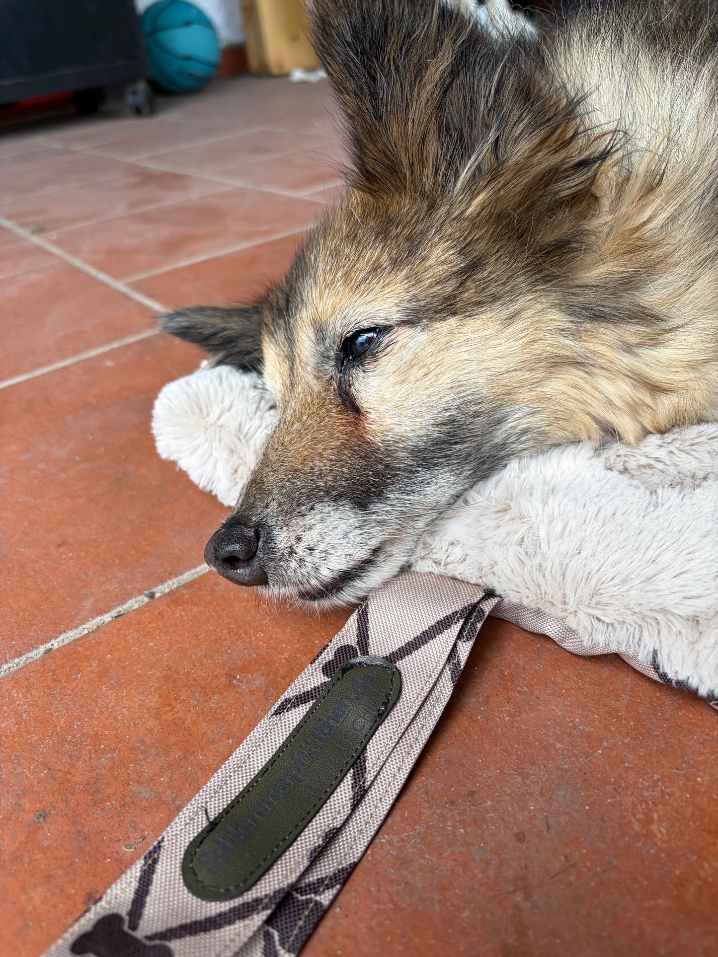 Dogplace-To-Go: Deine Hunddecke für unterwegs