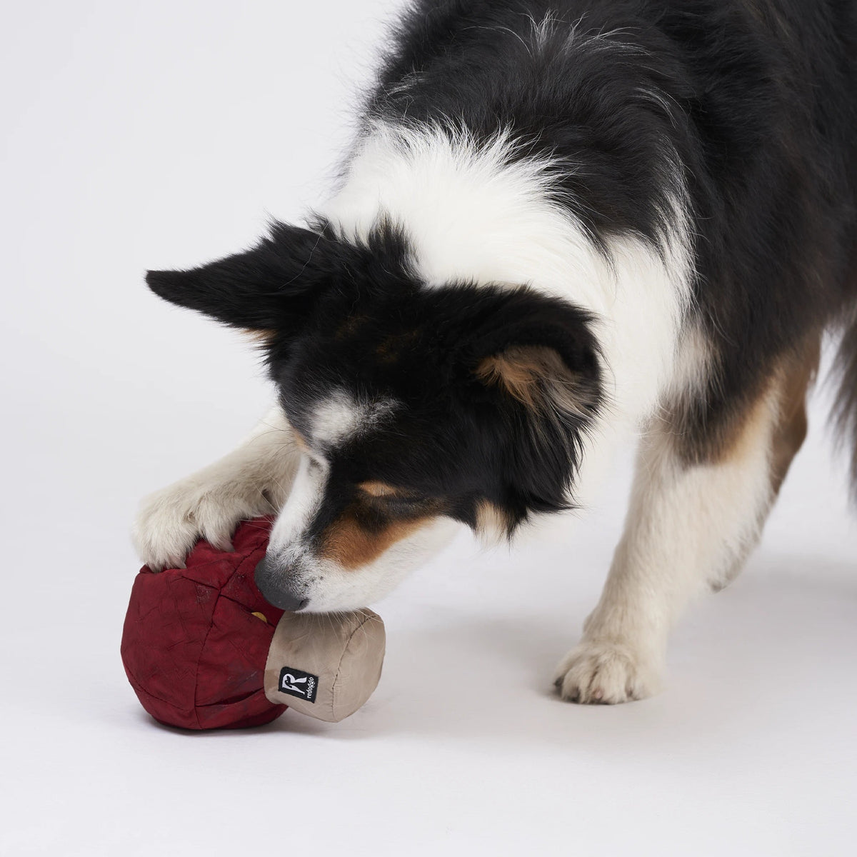 Hund mit dem Pilz Schnüffelspielzeug