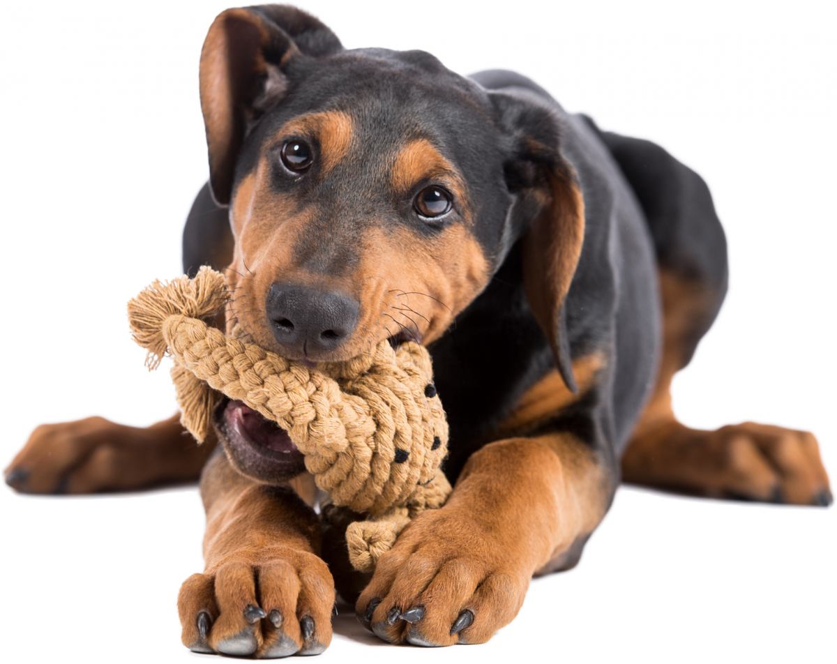 Heinrich Hase (Laboni) - Robust dog toy made of tooth-caring cotton rope