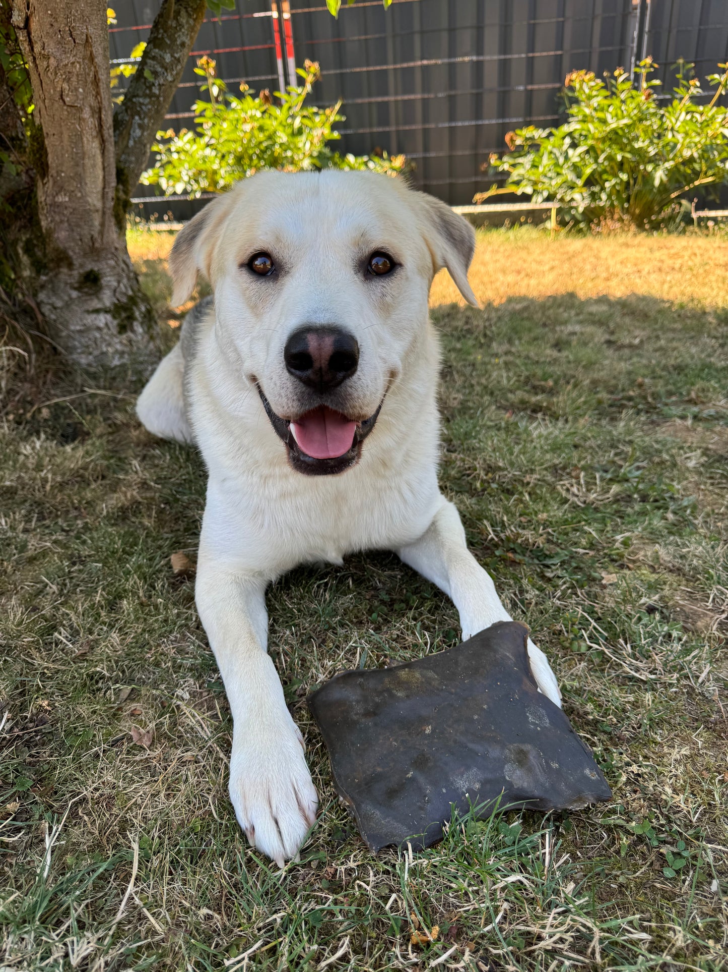Balu_the_Labsky_mit_Kamelhautplatte_von_Schlemmerpfötchen