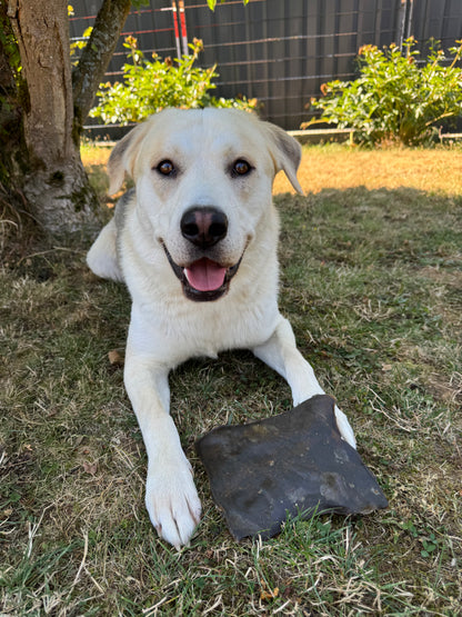 Balu_the_Labsky_mit_Kamelhautplatte_von_Schlemmerpfötchen