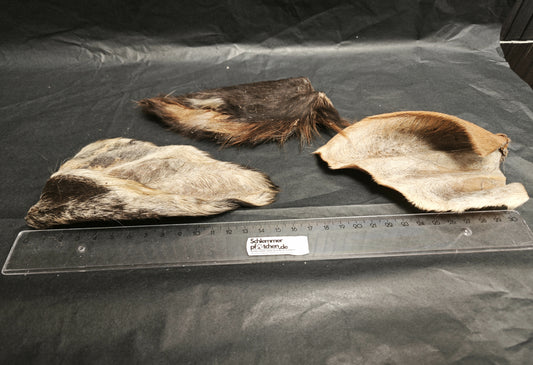 Buffalo ears with fur - Hypoallergenic