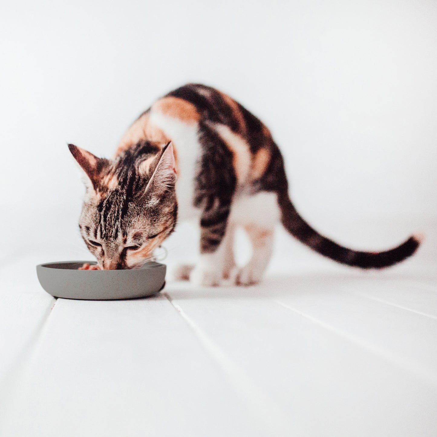 BAMBOO Katzen Futternapf