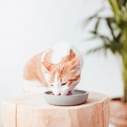 BAMBOO Katzen Futternapf