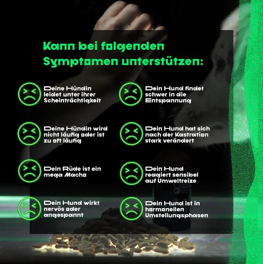 Feel it - für Hunde mit Hormonchaos