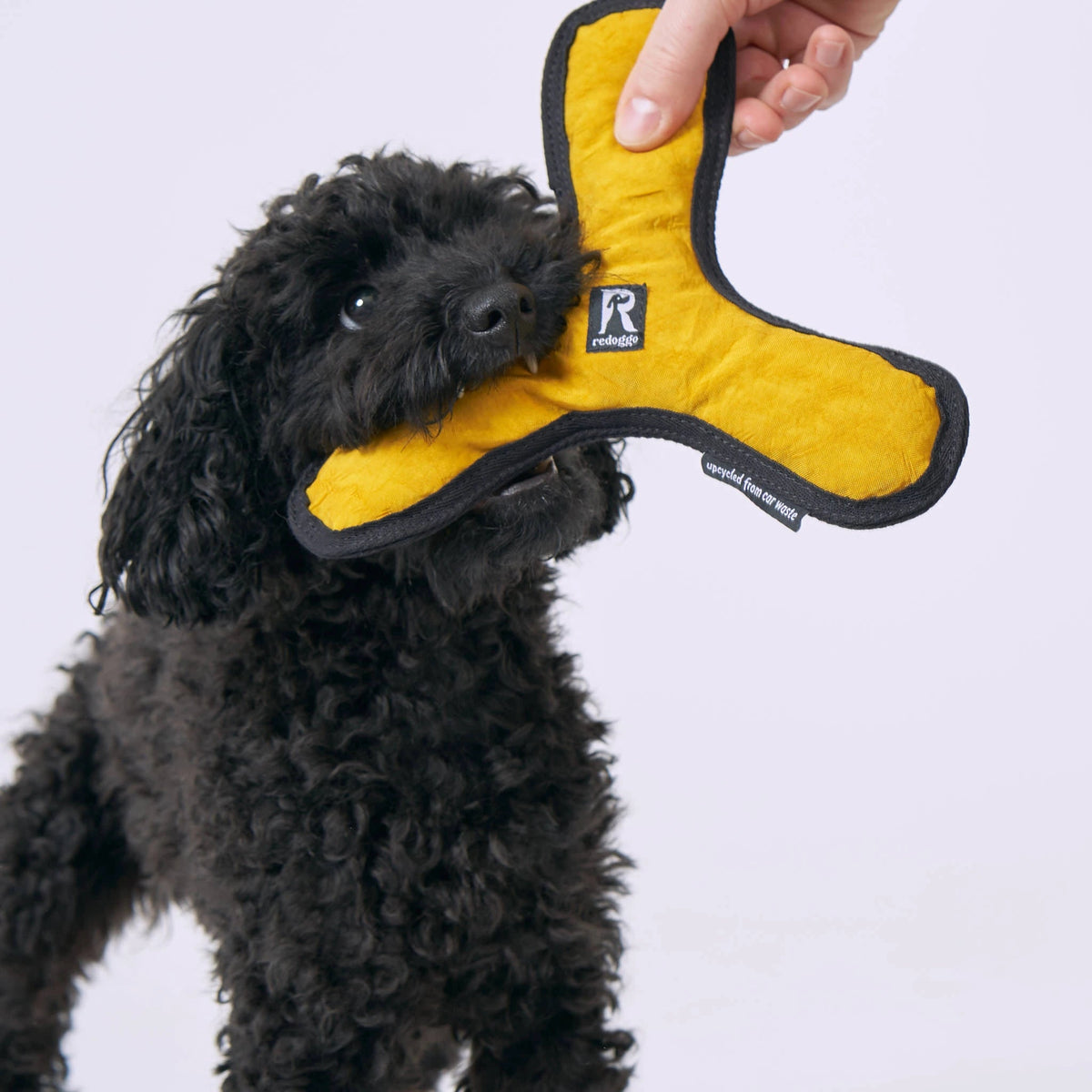 Hund beim Spielen mit dem Bumerang Hundespielzeug