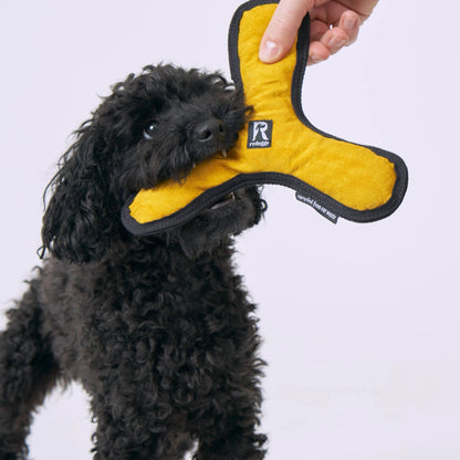 Hund beim Spielen mit dem Bumerang Hundespielzeug
