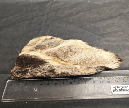 Buffalo ears with fur - Hypoallergenic
