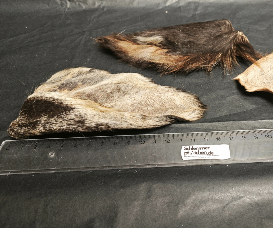 Buffalo ears with fur - Hypoallergenic