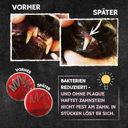 Zahnputzkohle für die Katze - Zahnpflege & Nierenentlastung von QChefs