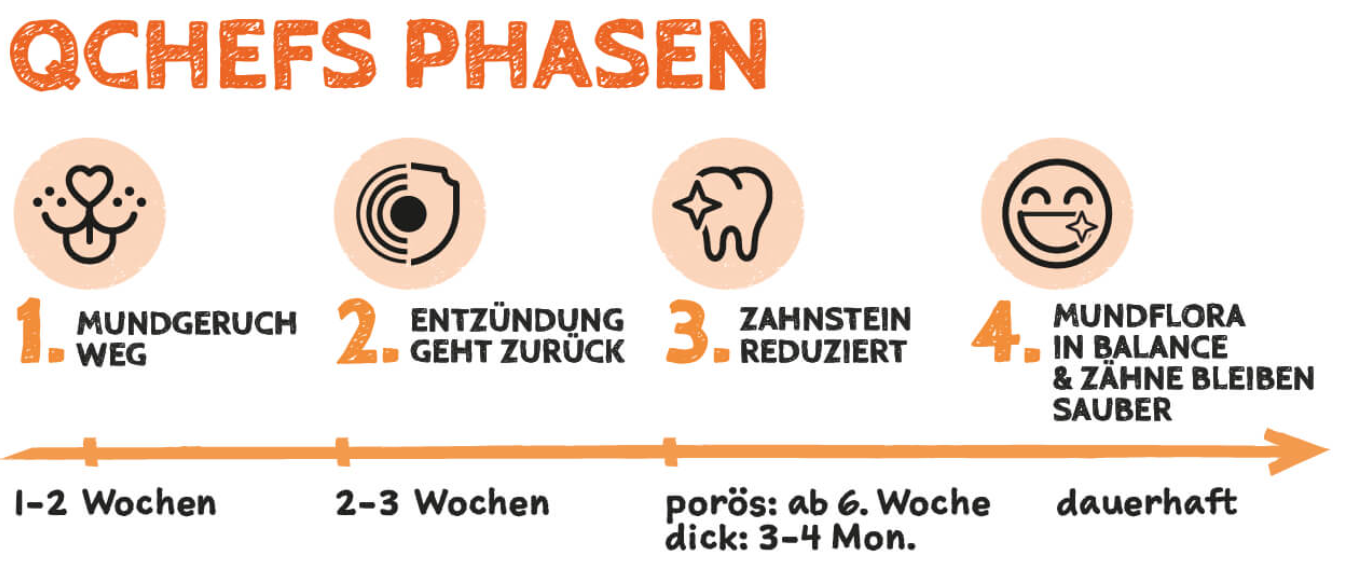 QChefs Zähneputzen Hund Phasen