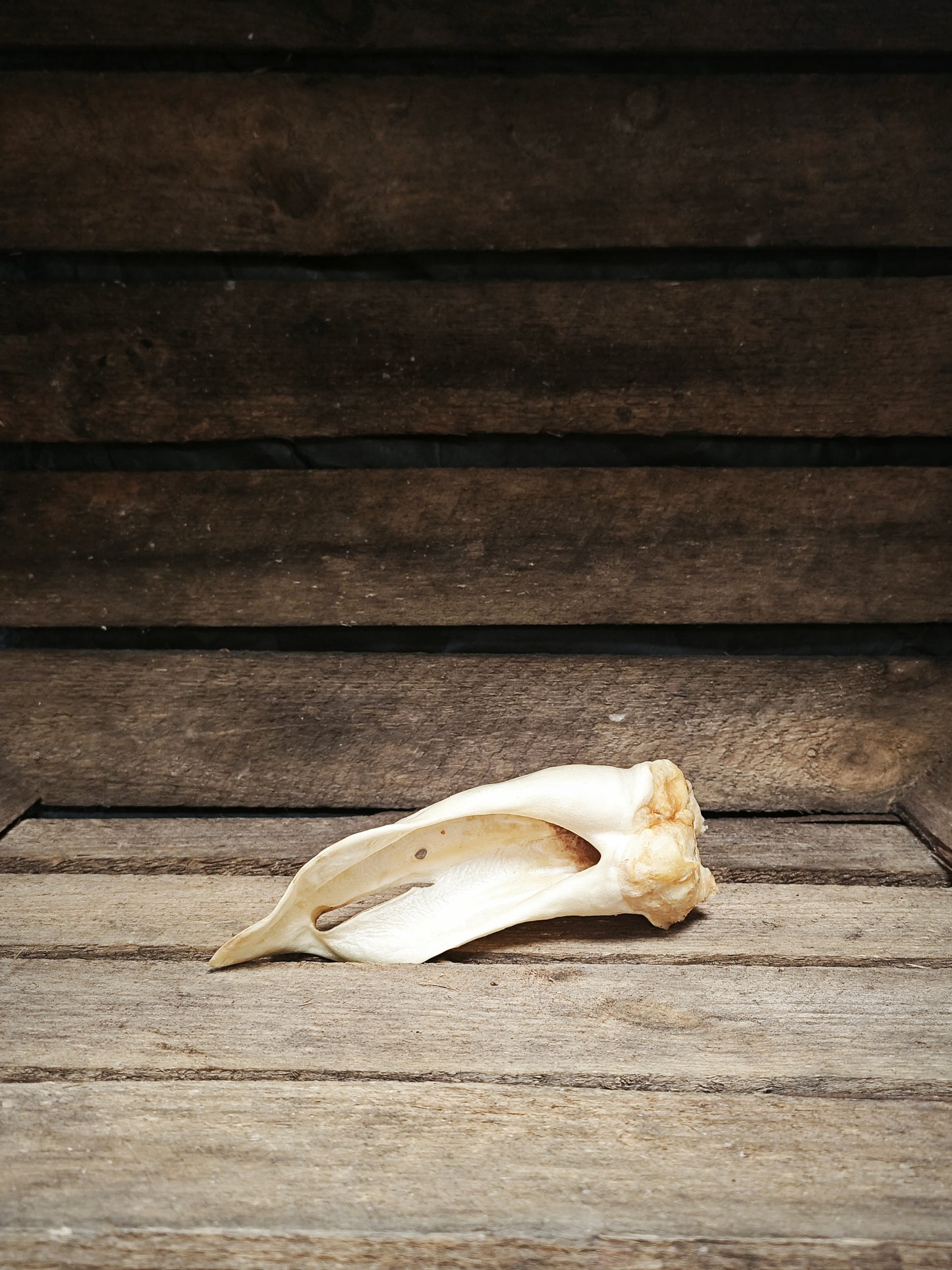 Ziegen-Ohren - hypoallergen