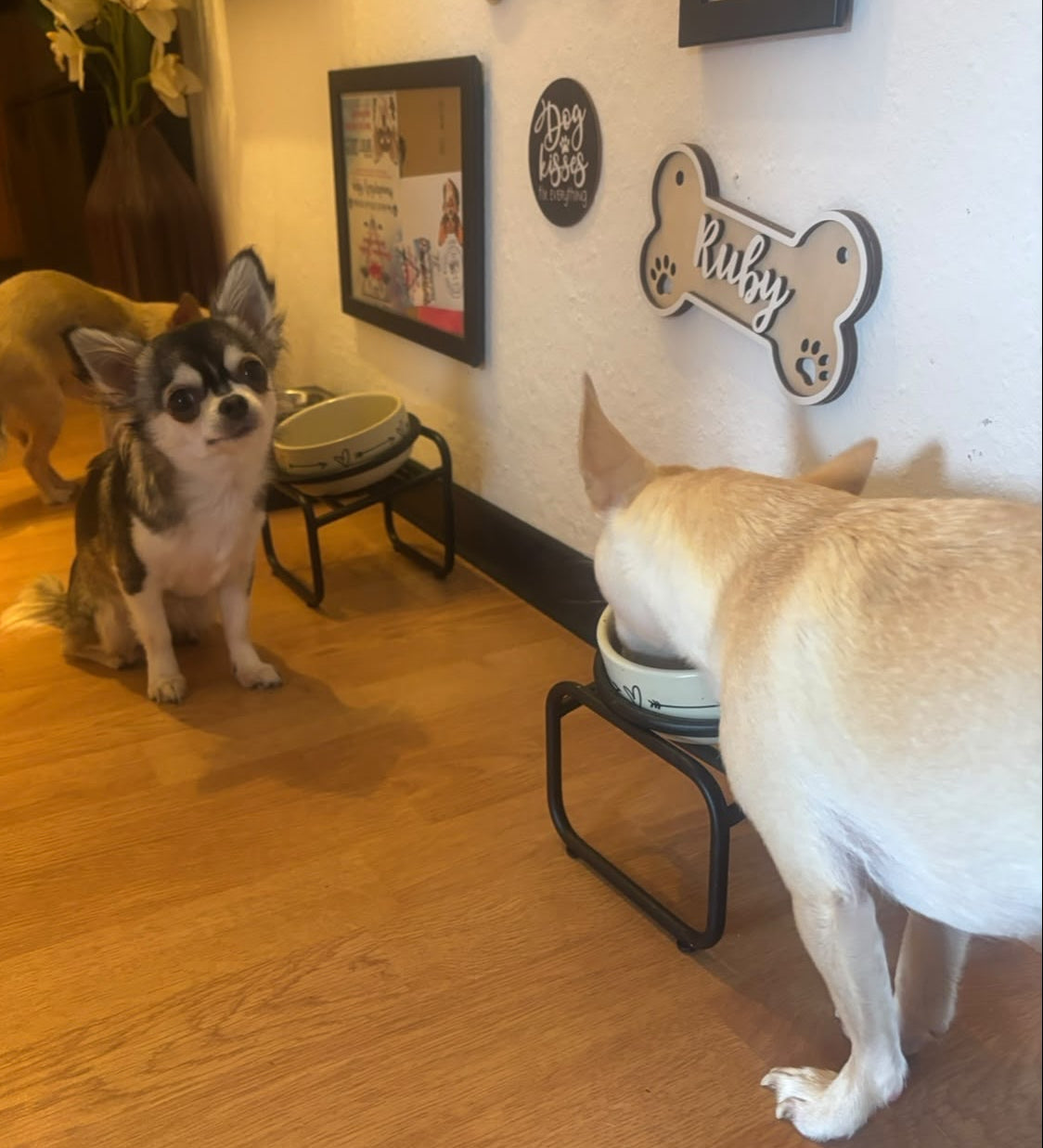 Chihuahuas am schwarzen Einzel-Futternapfständer – Anwendungsfoto mit separat erhältlichen Näpfen