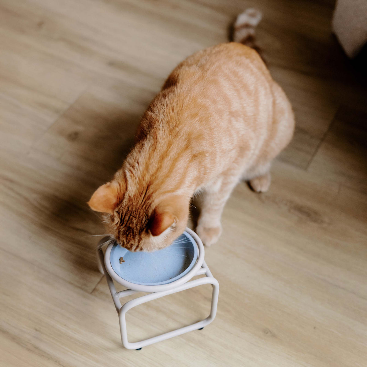 Einzelfutternapfständer für kleine Hunde oder Katzen Beige – Anwendungsbild