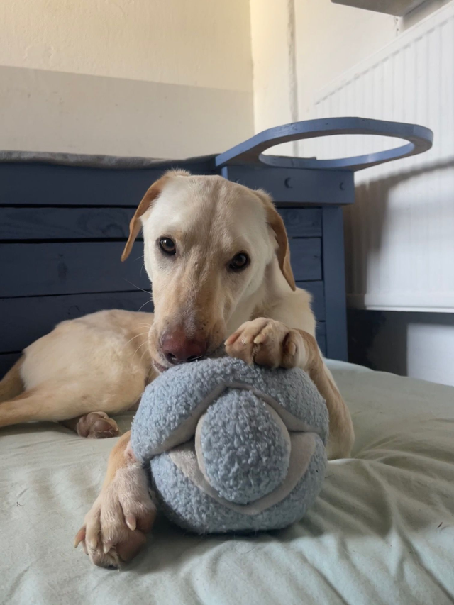 MONTI - crackling + squeaking sniffing ball