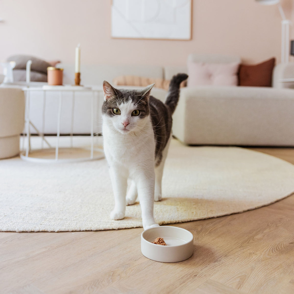 Champagnerfarbener Keramik-Katzennapf im Einsatz mit Katze