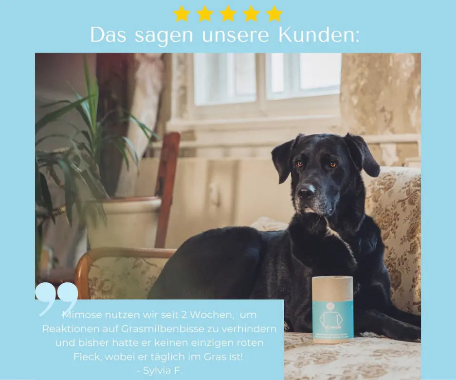 mimose-mycani_kundenfeedback